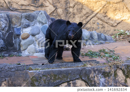 Tama Zoological Park, Black Bear Tama Zoological Park, Black Bear 141692834