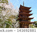 Rurikoji Temple's Five-Storied Pagoda and Cherry Blossoms: Popular Tourist Spots in Yamaguchi City 141692881