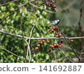 A great tit, a wild bird, perched on a soapberry tree bearing fruit. 141692887