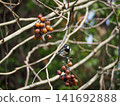 A great tit, a wild bird, perched on a soapberry tree bearing fruit. 141692888