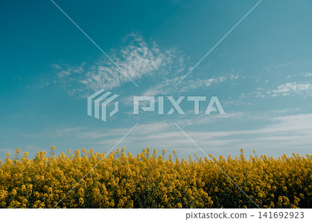 A blooming rapeseed field meets a wide blue sky with soft clouds in Vojvodina, Serbia. Spring landscape, rural agriculture, open horizon, and seasonal farming. Web banner with copy space A blooming rapeseed field meets a wide blue sky with soft clouds in Vojvodina, Serbia. Spring landscape, rural agriculture, open horizon, and seasonal farming. Web banner with copy space 141692923