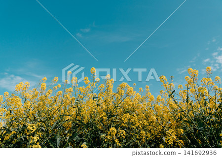 Blooming rapeseed flowers fill a bright yellow field under a clear blue sky in Vojvodina, Serbia. Spring agriculture, rural landscape, seasonal growth, and oilseed farming Blooming rapeseed flowers fill a bright yellow field under a clear blue sky in Vojvodina, Serbia. Spring agriculture, rural landscape, seasonal growth, and oilseed farming 141692936