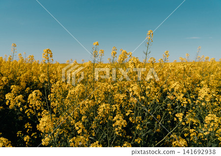Blooming rapeseed flowers fill a bright yellow field under a clear blue sky in Vojvodina, Serbia. Spring agriculture, rural landscape, seasonal growth, and oilseed farming Blooming rapeseed flowers fill a bright yellow field under a clear blue sky in Vojvodina, Serbia. Spring agriculture, rural landscape, seasonal growth, and oilseed farming 141692938