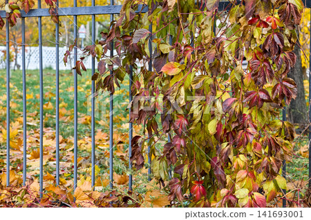 Cityscape with elderberry bushes climbing an iron fence Cityscape with elderberry bushes climbing an iron fence 141693001