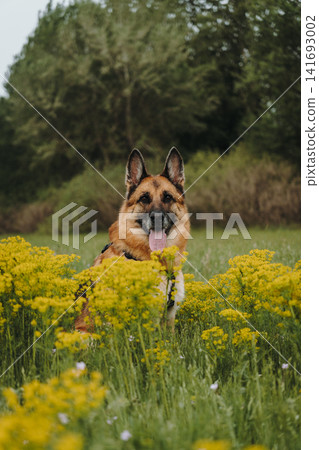 German Shepherd sits among yellow wild parsnip flowers with forest in the background. Concept of loyalty, calm temperament, natural beauty, and peaceful outdoor lifestyle German Shepherd sits among yellow wild parsnip flowers with forest in the background. Concept of loyalty, calm temperament, natural beauty, and peaceful outdoor lifestyle 141693002