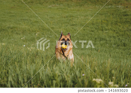 German Shepherd stands in tall green grass holding a yellow ball and looks toward the camera. Concept of playfulness, loyalty, pet training, and outdoor freedom German Shepherd stands in tall green grass holding a yellow ball and looks toward the camera. Concept of playfulness, loyalty, pet training, and outdoor freedom 141693020