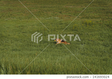 German Shepherd runs across a wide green meadow carrying a yellow ball in the mouth. Concept of freedom, active play, open nature, and energetic pet lifestyle German Shepherd runs across a wide green meadow carrying a yellow ball in the mouth. Concept of freedom, active play, open nature, and energetic pet lifestyle 141693024