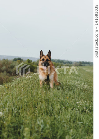 German Shepherd stands in tall meadow grass and looks toward the camera with tongue out. Concept of loyalty, confidence, outdoor freedom, and healthy pet lifestyle German Shepherd stands in tall meadow grass and looks toward the camera with tongue out. Concept of loyalty, confidence, outdoor freedom, and healthy pet lifestyle 141693038