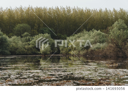 Calm spring wetland reflects dense forest and shrubs in the Belgrade suburb, Serbia. Concept of freshwater habitat, seasonal nature, and peaceful European. Calm spring wetland reflects dense forest and shrubs in the Belgrade suburb, Serbia. Concept of freshwater habitat, seasonal nature, and peaceful European. 141693056