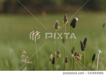 Ribwort plantain seed heads rise above green spring grass in the Belgrade suburb, Serbia. Concept of wild botany, seasonal detail, natural texture, and meadow ecology Ribwort plantain seed heads rise above green spring grass in the Belgrade suburb, Serbia. Concept of wild botany, seasonal detail, natural texture, and meadow ecology 141693066