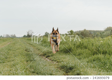 German Shepherd runs along a grassy path carrying a yellow ball in the mouth. Concept of movement, active play, training, and energetic pet lifestyle German Shepherd runs along a grassy path carrying a yellow ball in the mouth. Concept of movement, active play, training, and energetic pet lifestyle 141693079