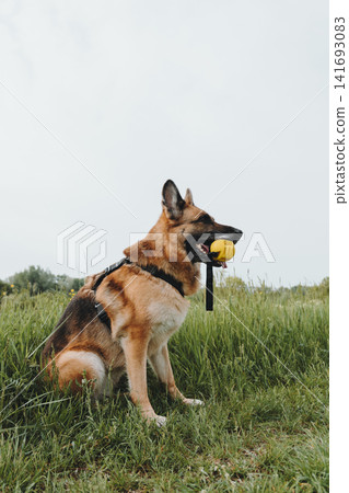 German Shepherd sits in meadow grass holding a yellow ball and watching the distance. Concept of obedience, discipline, outdoor play, and loyal companionship German Shepherd sits in meadow grass holding a yellow ball and watching the distance. Concept of obedience, discipline, outdoor play, and loyal companionship 141693083
