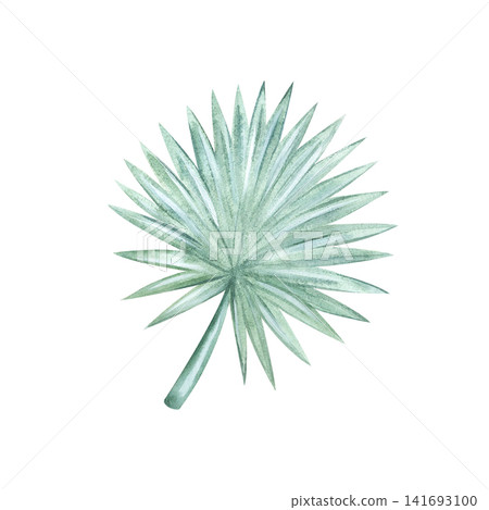 Watercolor illustration of a palm leaf from the island coast. A green leaf of a tropical plant, hand-drawn. A palm tree from the jungle by the ocean. Plants on vacation. An exotic houseplant. Watercolor illustration of a palm leaf from the island coast. A green leaf of a tropical plant, hand-drawn. A palm tree from the jungle by the ocean. Plants on vacation. An exotic houseplant. 141693100