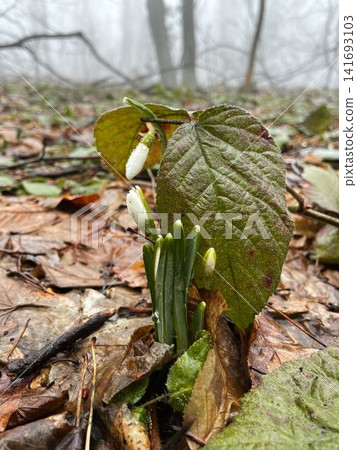 Small snowdrop flowers growing through wet forest leaves in early spring. Close nature scene showing seasonal change and new life Small snowdrop flowers growing through wet forest leaves in early spring. Close nature scene showing seasonal change and new life 141693103