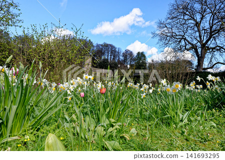St Peter's Church and the historic grounds of Dyrham Park framed by spring daffodils and tulips in Gloucestershire St Peter's Church and the historic grounds of Dyrham Park framed by spring daffodils and tulips in Gloucestershire 141693295