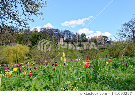 St Peter's Church and the historic grounds of Dyrham Park framed by spring daffodils and tulips in Gloucestershire St Peter's Church and the historic grounds of Dyrham Park framed by spring daffodils and tulips in Gloucestershire 141693297