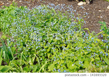 Delicate blue brunnera wild flowers blooming in a lush green spring meadow at Dyrham Park, England Delicate blue brunnera wild flowers blooming in a lush green spring meadow at Dyrham Park, England 141693320