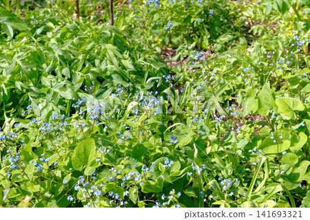 Delicate blue brunnera wild flowers blooming in a lush green spring meadow at Dyrham Park, England Delicate blue brunnera wild flowers blooming in a lush green spring meadow at Dyrham Park, England 141693321