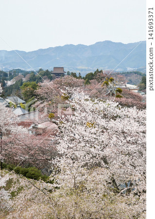 Kinpusen-ji Temple viewed through cherry blossoms Kinpusen-ji Temple viewed through cherry blossoms 141693371