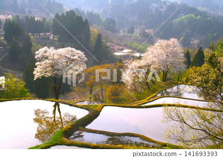 Ceremonial cherry blossoms in rice terrace Ceremonial cherry blossoms in rice terrace 141693393