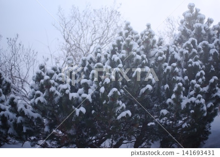 一片寧靜的冬日景色,點綴著白雪皚皚的針葉樹。 一片寧靜的冬日景色,點綴著白雪皚皚的針葉樹。 141693431