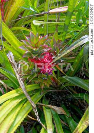 Vibrant red pineapple ripening on an ornamental wild bromeliad plant in a lush tropical garden environment Vibrant red pineapple ripening on an ornamental wild bromeliad plant in a lush tropical garden environment 141693467
