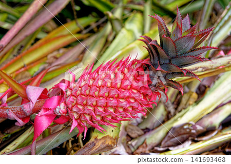 Vibrant red pineapple ripening on an ornamental wild bromeliad plant in a lush tropical garden environment Vibrant red pineapple ripening on an ornamental wild bromeliad plant in a lush tropical garden environment 141693468