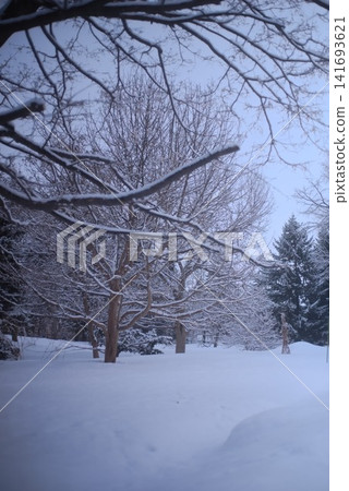Birch trees standing amidst a snowy landscape and a winter forest scene Birch trees standing amidst a snowy landscape and a winter forest scene 141693621