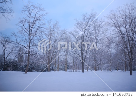 冬日公園靜謐的景色,落葉喬木上覆蓋著皚皚白雪。 冬日公園靜謐的景色,落葉喬木上覆蓋著皚皚白雪。 141693732