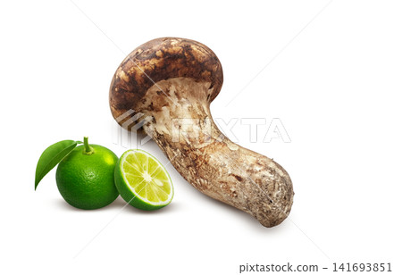 白色背景上的松茸寫實插圖 白色背景上的松茸寫實插圖 141693851
