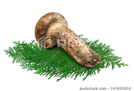 Realistic illustration of a matsutake mushroom on a white background 141693858