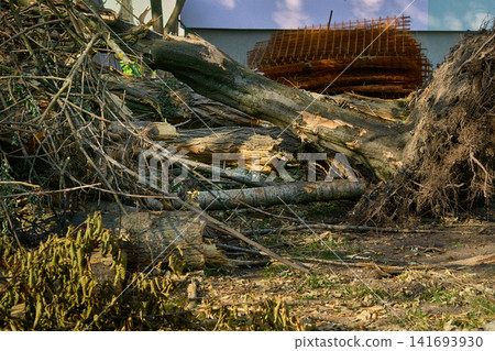 Pile of removed fallen tree debris garbage Pile of removed fallen tree debris garbage 141693930