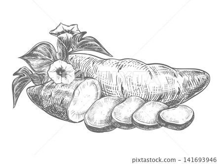 Sweet potato sketch. Vector Hand drawn illustration. Line Ink outline drawing of a Ipomoea batatas. Composition of a whole yam vegetable, leaves, flowers and a slices of kumar lying on a table Sweet potato sketch. Vector Hand drawn illustration. Line Ink outline drawing of a Ipomoea batatas. Composition of a whole yam vegetable, leaves, flowers and a slices of kumar lying on a table 141693946