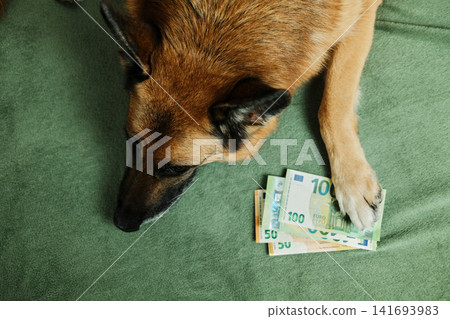 A German Shepherd lies on a sofa with euro banknotes under its paw. Pet savings and funny money concept for finance, budgeting, insurance and household expenses A German Shepherd lies on a sofa with euro banknotes under its paw. Pet savings and funny money concept for finance, budgeting, insurance and household expenses 141693983
