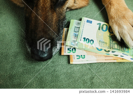 A German Shepherd lies on a sofa with euro banknotes under its paw. Pet savings and funny money concept for finance, budgeting, insurance and household expenses 141693984