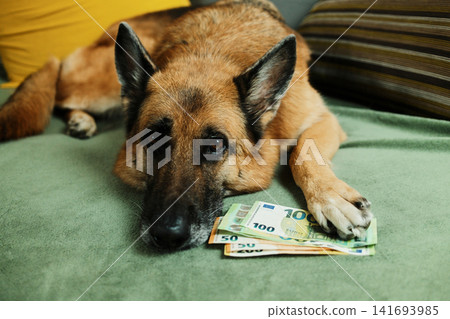 A German Shepherd lies on a sofa with euro banknotes under its paw. Pet savings and funny money concept for finance, budgeting, insurance and household expenses 141693985