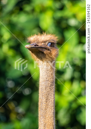 Close-Up Portrait of Ostrich Head and Long Neck Against Soft Green Bokeh Background 141694162