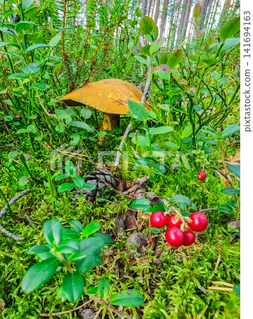 Boletus mushroom and wild lingonberries growing together among moss, crowberry and pine cone on a boreal forest floor Boletus mushroom and wild lingonberries growing together among moss, crowberry and pine cone on a boreal forest floor 141694163
