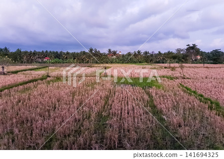 Rice fields at dusk with a Balinese stone lantern, coconut palms and volcanic mountain in Ubud, Bali Rice fields at dusk with a Balinese stone lantern, coconut palms and volcanic mountain in Ubud, Bali 141694325