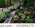 Hydrangeas at Ishibashi Cultural Center 141694370