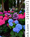Hydrangeas at Ishibashi Cultural Center 141694371