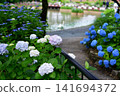 Hydrangeas at Ishibashi Cultural Center 141694372