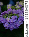 Hydrangeas at Ishibashi Cultural Center 141694373