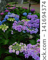 Hydrangeas at Ishibashi Cultural Center 141694374