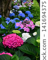 Hydrangeas at Ishibashi Cultural Center 141694375