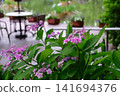 Hydrangeas at Ishibashi Cultural Center 141694376