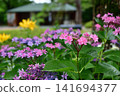 Hydrangeas at Ishibashi Cultural Center 141694377