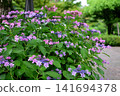 Hydrangeas at Ishibashi Cultural Center 141694378