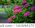 Hydrangeas at Ishibashi Cultural Center 141694379