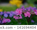 Hydrangeas at Ishibashi Cultural Center 141694404